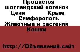 Продаётся шотландский котенок › Цена ­ 3 500 - Крым, Симферополь Животные и растения » Кошки   